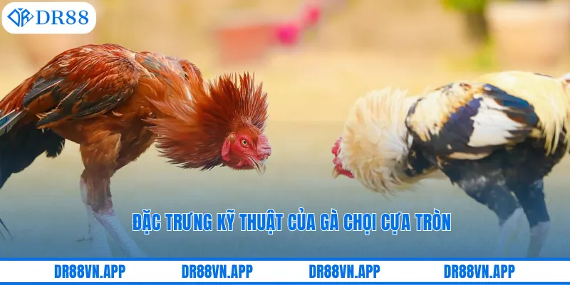 Đặc trưng kỹ thuật của gà chọi cựa tròn