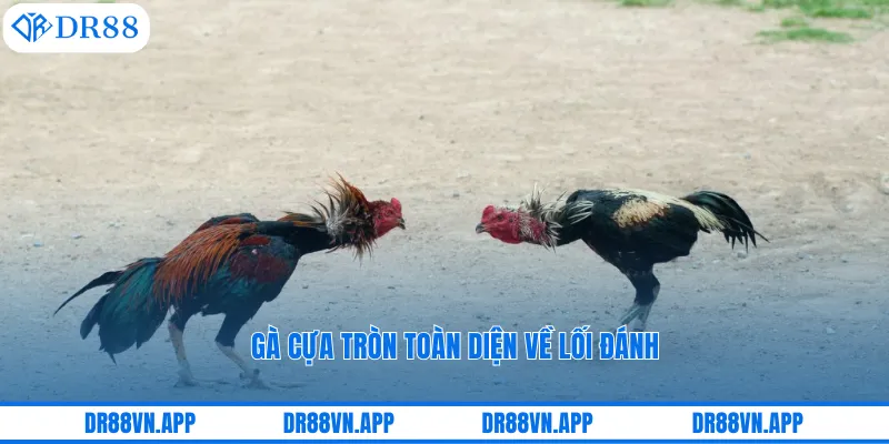 Gà cựa tròn toàn diện về lối đánh